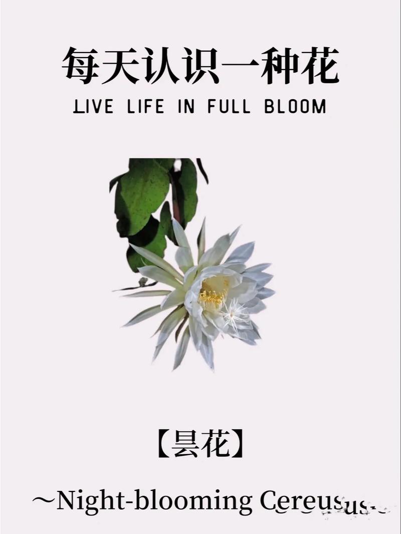 昙花种子怎么种，昙花种子怎么种植方法？-第4张图片-优品飞百科