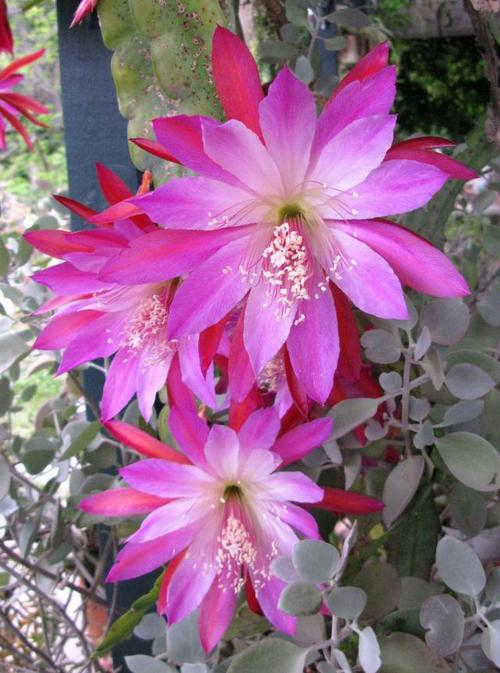 昙花种子怎么种，昙花种子怎么种植方法？-第5张图片-优品飞百科