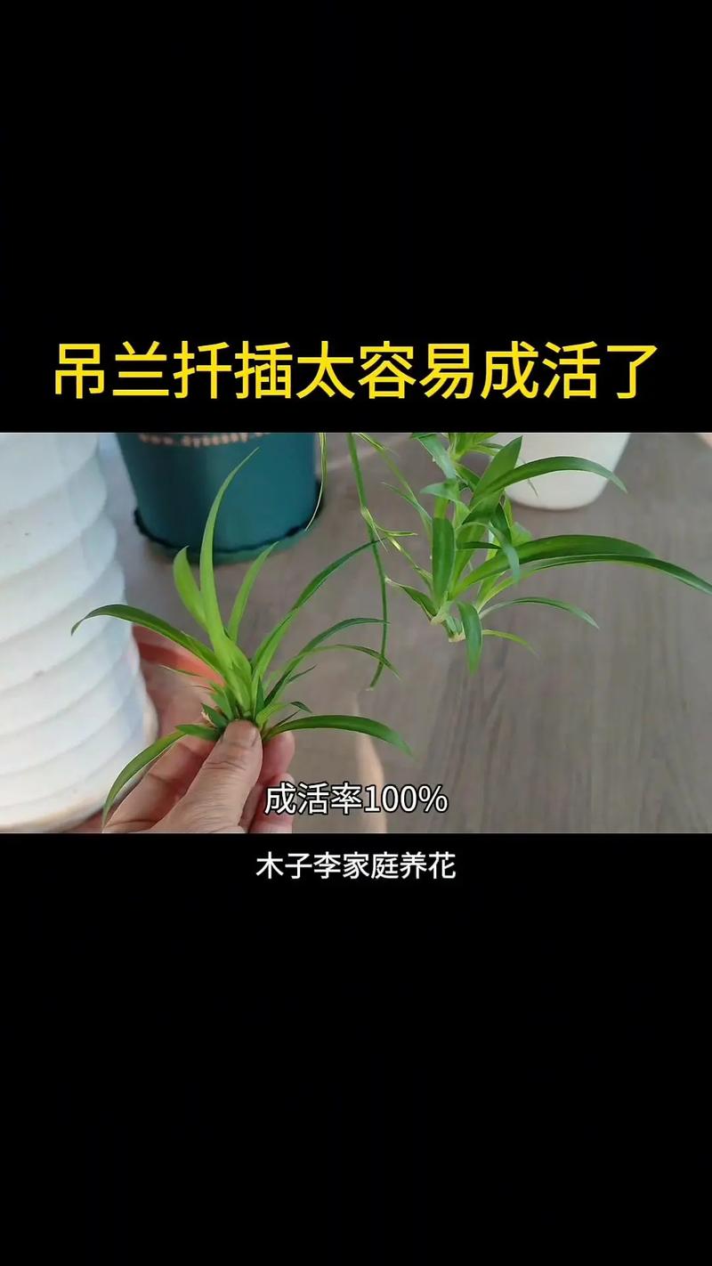 多肉珍珠吊兰怎样扦插，怎样养珍珠吊兰
