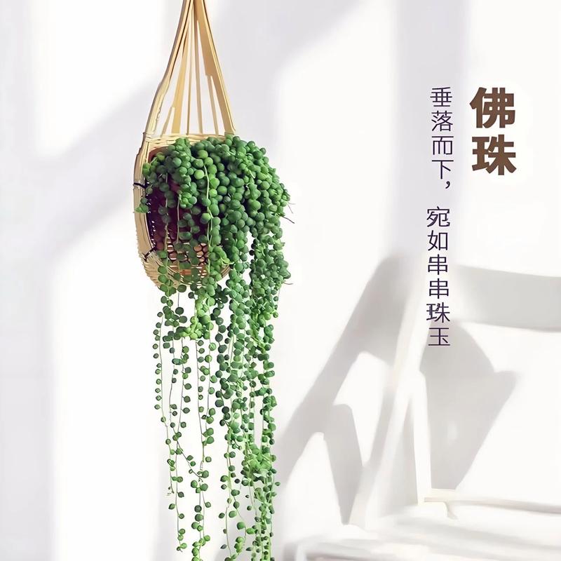 多肉珍珠吊兰怎样扦插，怎样养珍珠吊兰-第3张图片-优品飞百科