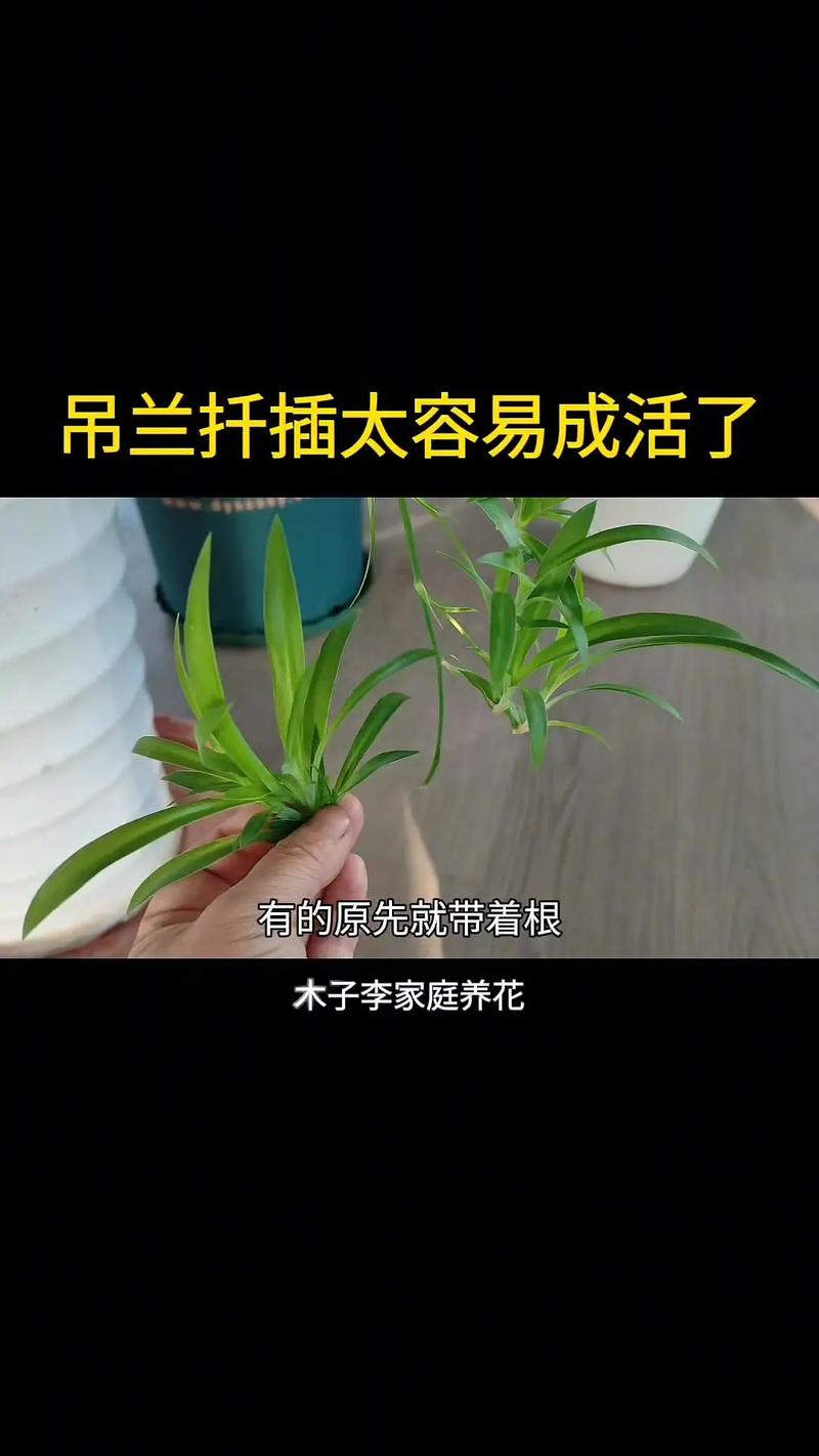 多肉珍珠吊兰怎样扦插，怎样养珍珠吊兰-第6张图片-优品飞百科