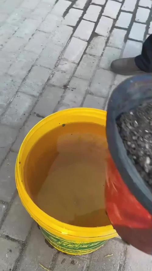 养“茶花”时，养好茶花