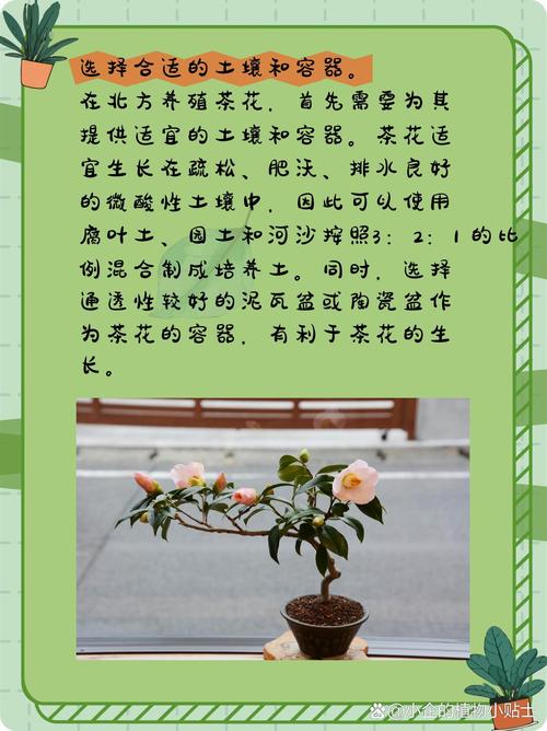 养“茶花”时，养好茶花-第2张图片-优品飞百科