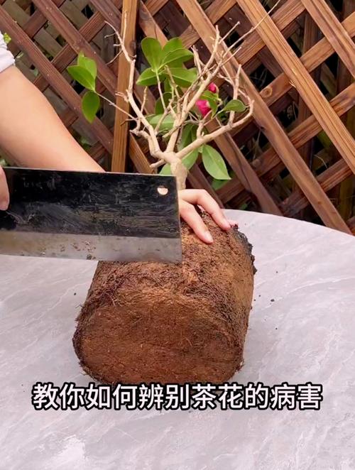 养“茶花”时，养好茶花-第3张图片-优品飞百科