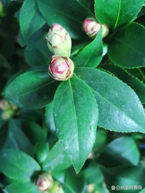养“茶花”时，养好茶花-第4张图片-优品飞百科
