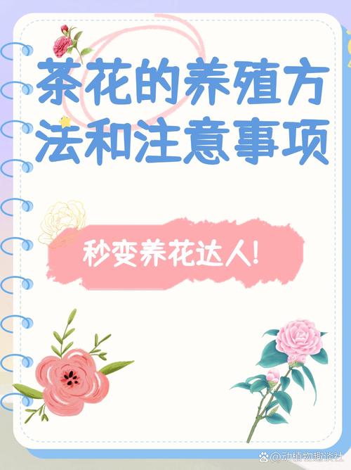 养“茶花”时，养好茶花-第5张图片-优品飞百科