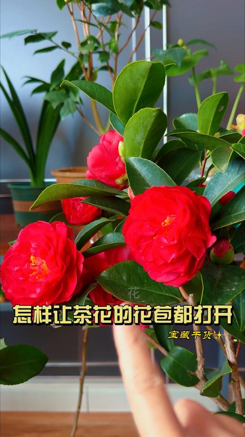 养“茶花”时，养好茶花-第6张图片-优品飞百科