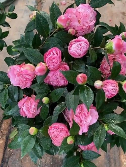 养“茶花”时，养好茶花-第7张图片-优品飞百科