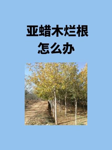 亚蜡木怎么过冬？蜡木结实吗？