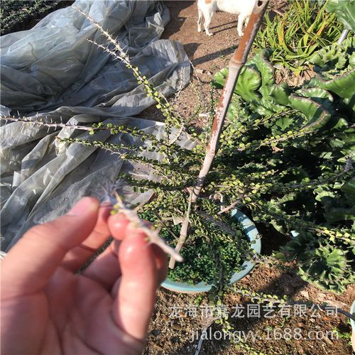 亚蜡木怎么过冬？蜡木结实吗？-第2张图片-优品飞百科