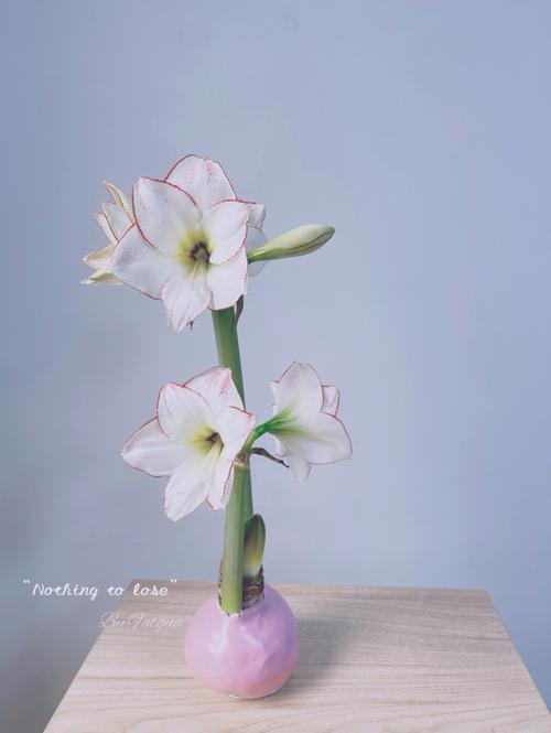 亚蜡木怎么过冬？蜡木结实吗？-第3张图片-优品飞百科
