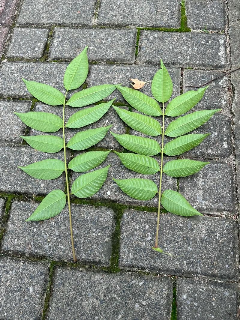 亚蜡木怎么过冬？蜡木结实吗？-第4张图片-优品飞百科