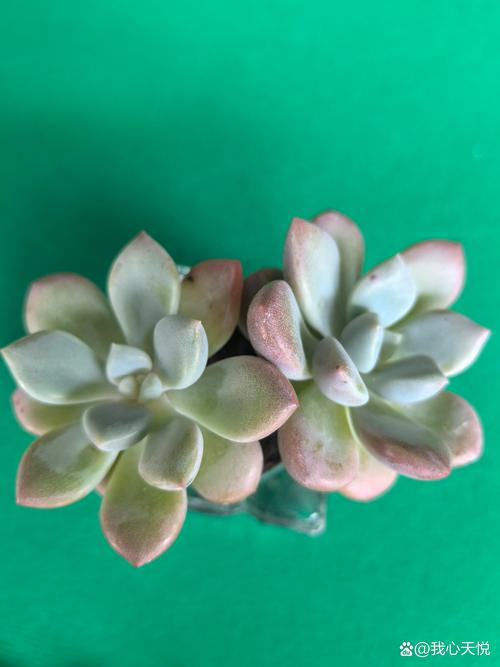 亚蜡木怎么过冬？蜡木结实吗？-第5张图片-优品飞百科