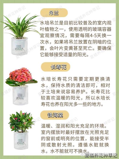 绿萝水培的步骤，绿萝水培怎样养的茂盛