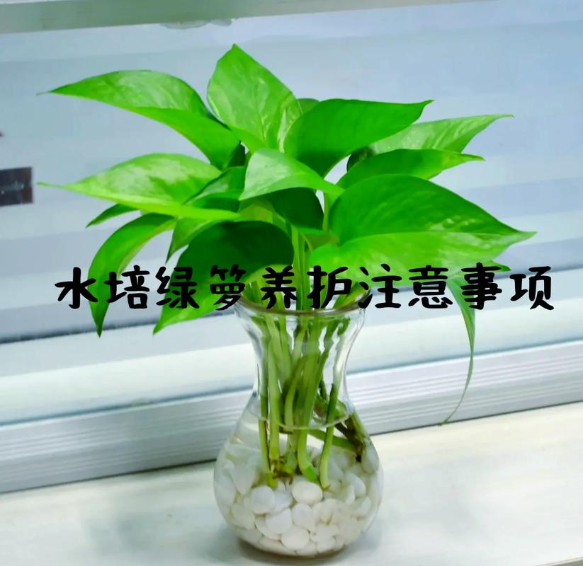 绿萝水培的步骤，绿萝水培怎样养的茂盛-第2张图片-优品飞百科