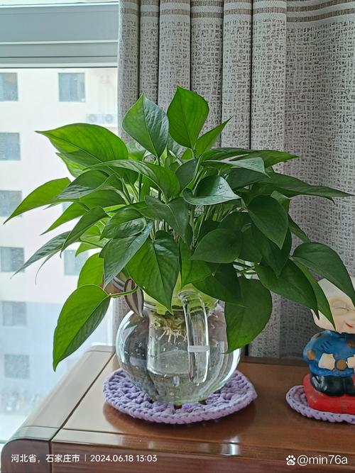绿萝水培的步骤，绿萝水培怎样养的茂盛-第3张图片-优品飞百科