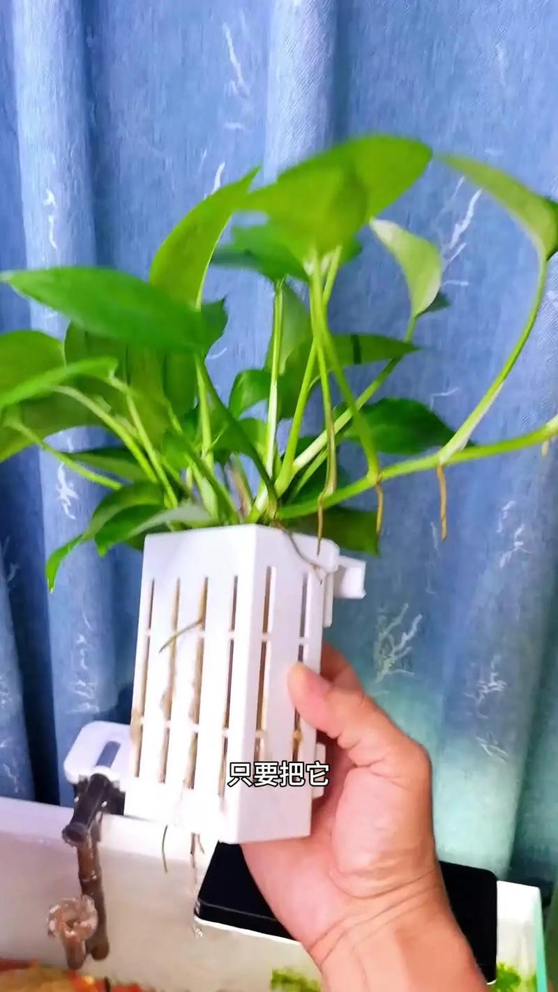 绿萝水培的步骤，绿萝水培怎样养的茂盛-第4张图片-优品飞百科