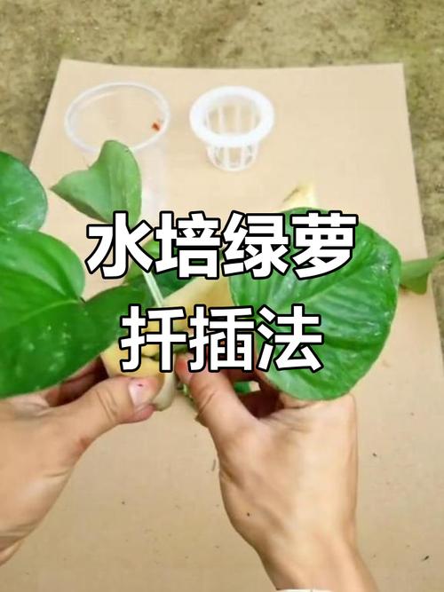 绿萝水培的步骤，绿萝水培怎样养的茂盛-第6张图片-优品飞百科