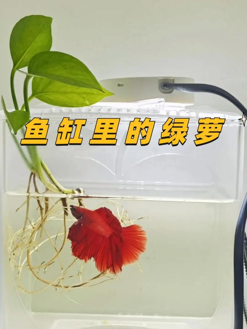 绿萝水培的步骤，绿萝水培怎样养的茂盛-第7张图片-优品飞百科