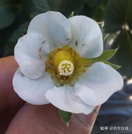草莓控旺技术要点，草莓控旺用什么药比较好