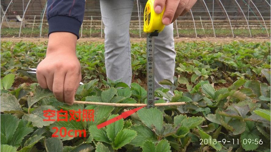 草莓控旺技术要点，草莓控旺用什么药比较好-第2张图片-优品飞百科