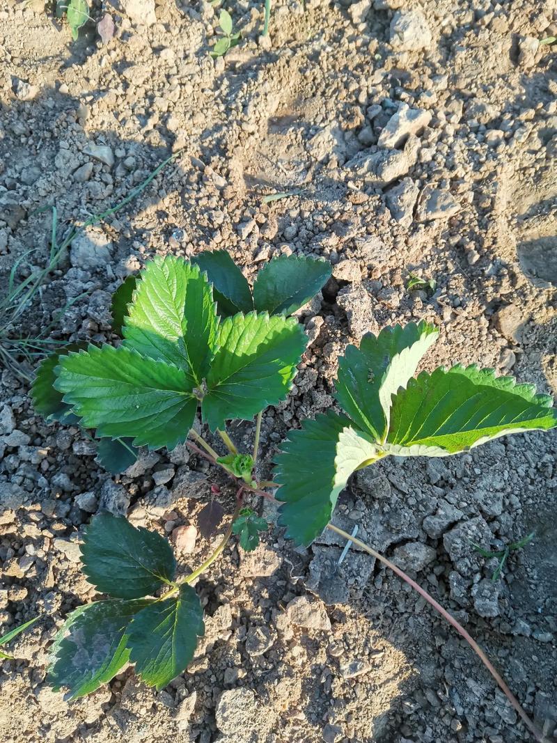 草莓控旺技术要点，草莓控旺用什么药比较好-第3张图片-优品飞百科