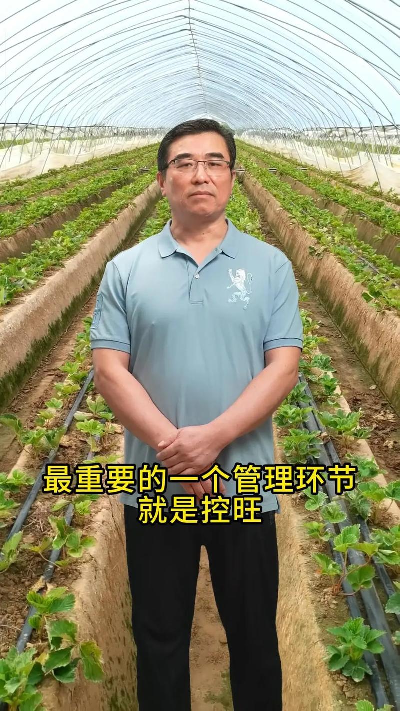 草莓控旺技术要点，草莓控旺用什么药比较好-第4张图片-优品飞百科