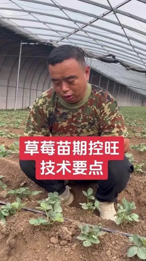 草莓控旺技术要点，草莓控旺用什么药比较好-第5张图片-优品飞百科