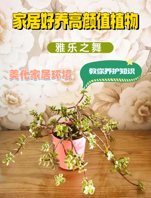 雅乐之舞怎么养长的快，雅乐之舞能长成老桩吗？-第4张图片-优品飞百科