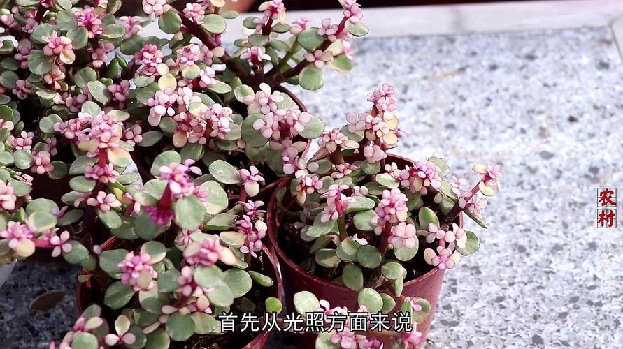 雅乐之舞怎么养长的快，雅乐之舞能长成老桩吗？-第5张图片-优品飞百科