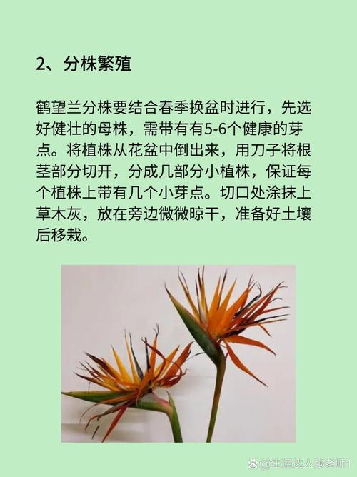 鹤顶兰怎么养？鹤顶兰养殖？-第2张图片-优品飞百科
