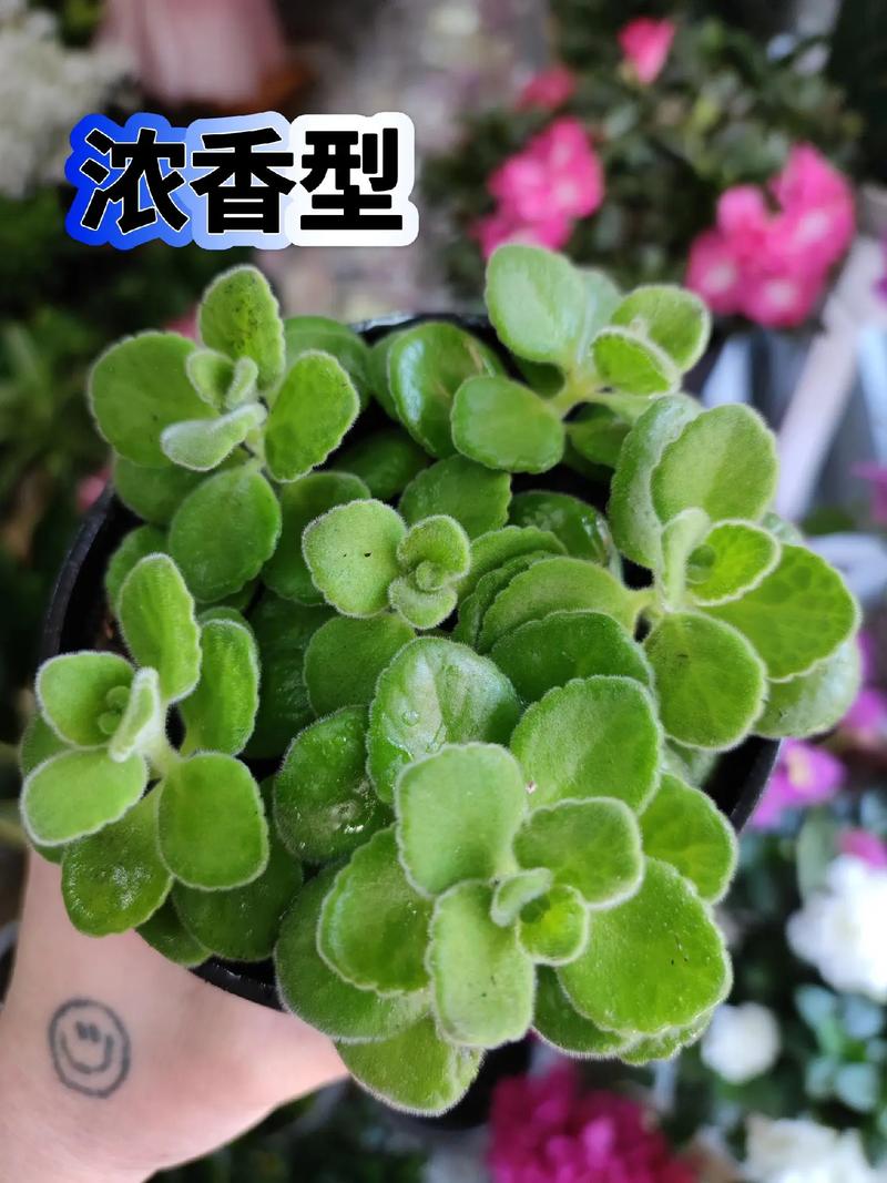 碰碰香冬天能扦插吗？碰碰香冬天好养吗？