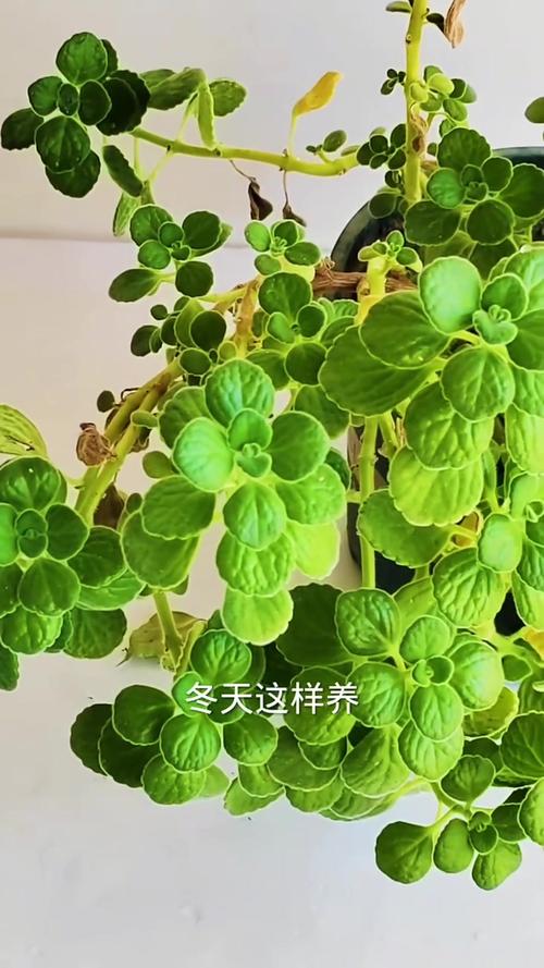 碰碰香冬天能扦插吗？碰碰香冬天好养吗？-第2张图片-优品飞百科