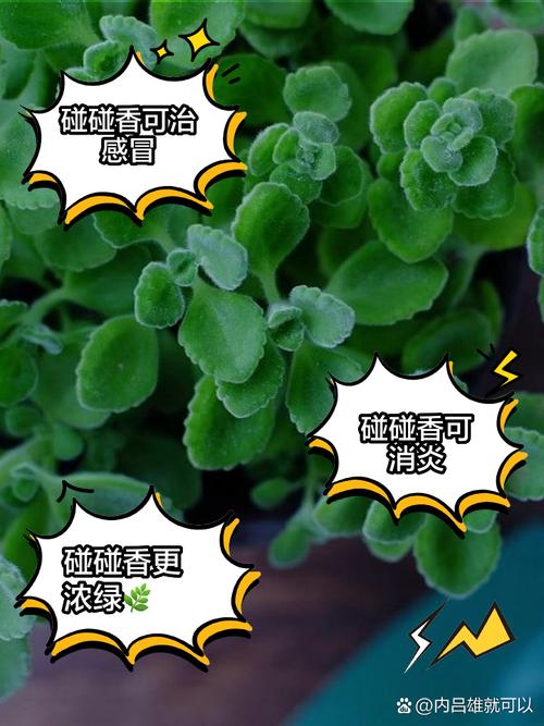 碰碰香冬天能扦插吗？碰碰香冬天好养吗？-第3张图片-优品飞百科