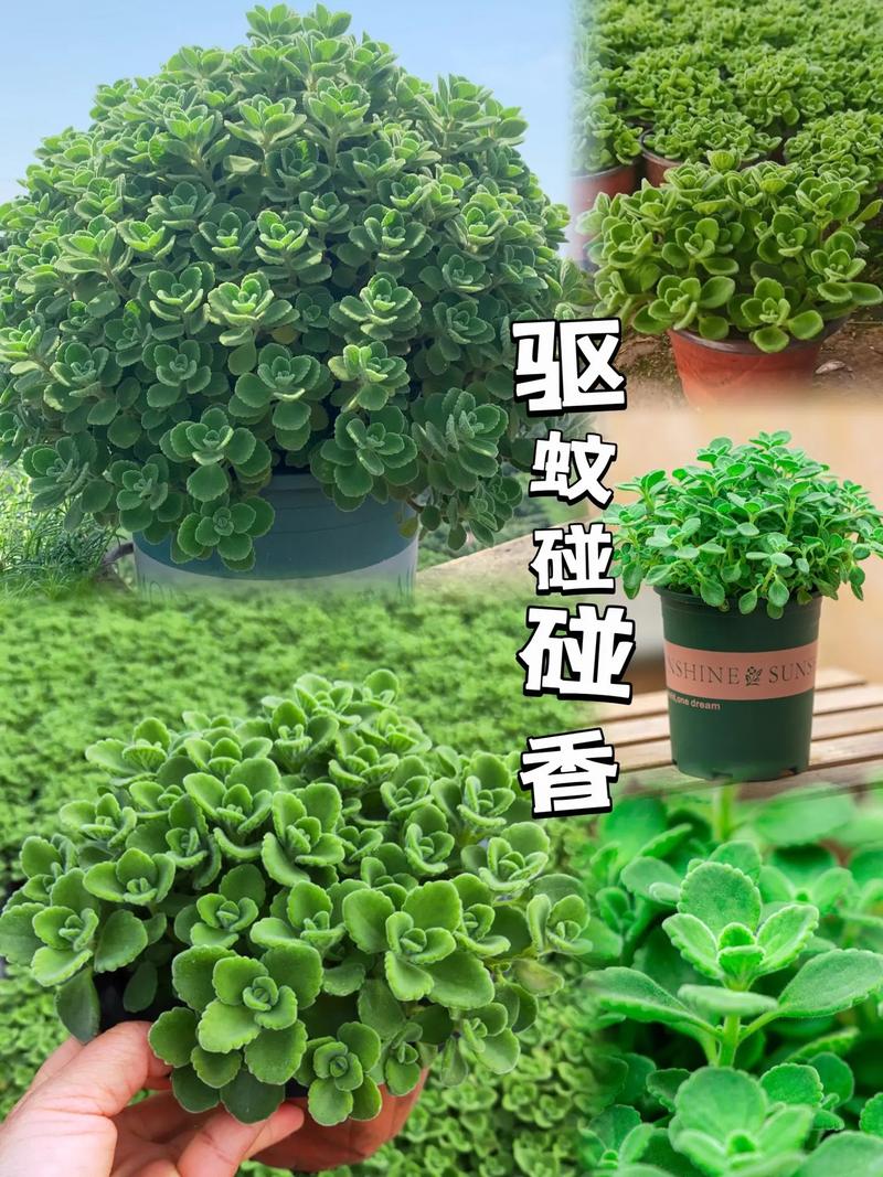 碰碰香冬天能扦插吗？碰碰香冬天好养吗？-第4张图片-优品飞百科