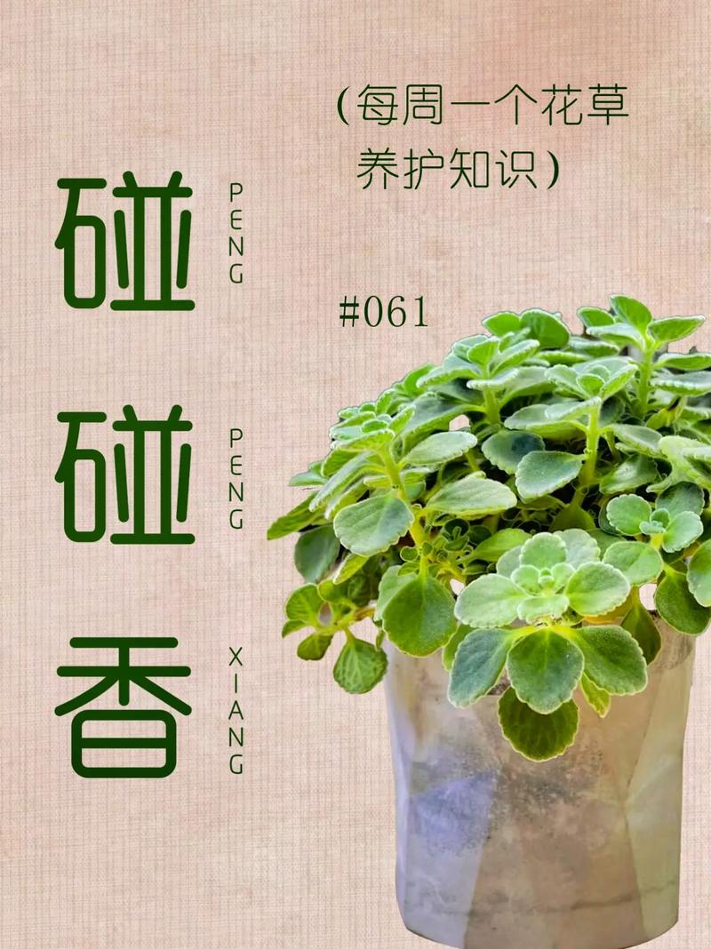 碰碰香冬天能扦插吗？碰碰香冬天好养吗？-第5张图片-优品飞百科