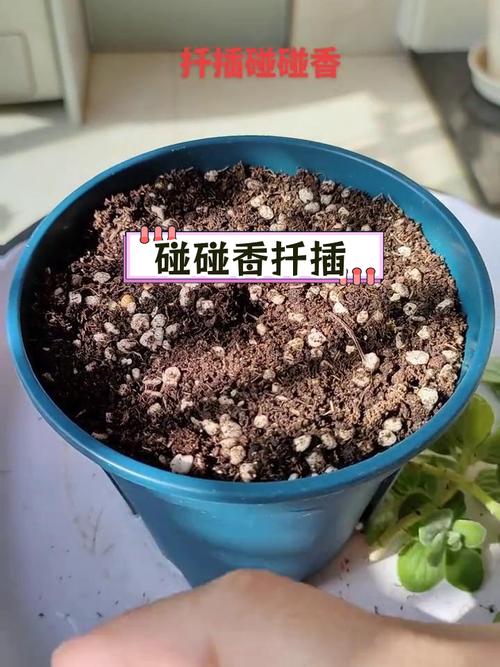 碰碰香冬天能扦插吗？碰碰香冬天好养吗？-第6张图片-优品飞百科