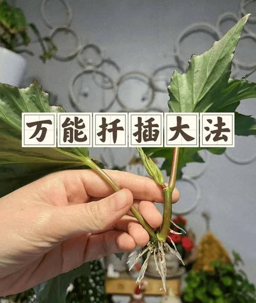 碰碰香冬天能扦插吗？碰碰香冬天好养吗？-第8张图片-优品飞百科