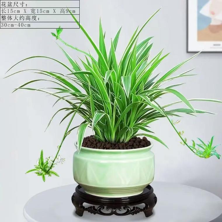 水培吊兰怎么养长得旺盛？水培吊兰步骤？-第6张图片-优品飞百科