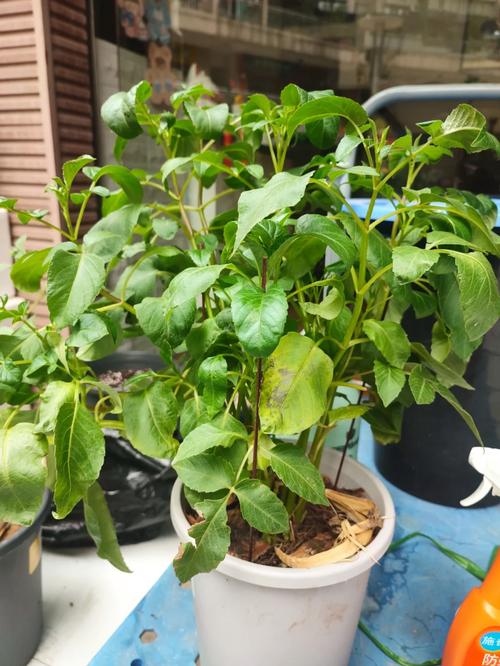 大丽花对水分的要求，大丽花浇水太多了怎么办-第2张图片-优品飞百科
