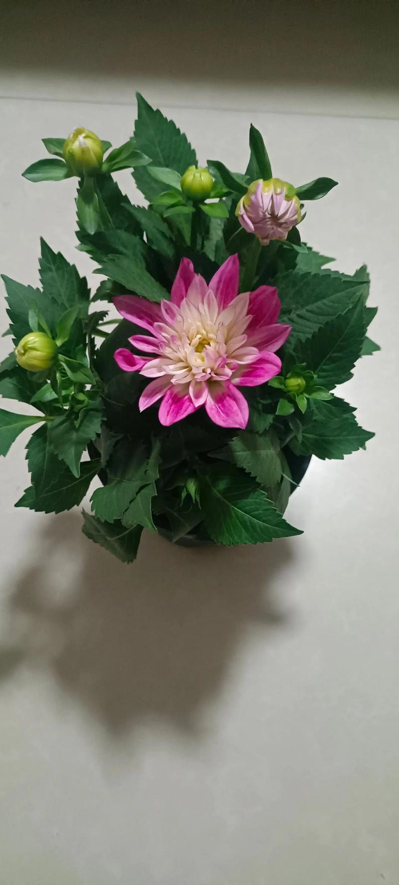 大丽花对水分的要求，大丽花浇水太多了怎么办-第3张图片-优品飞百科