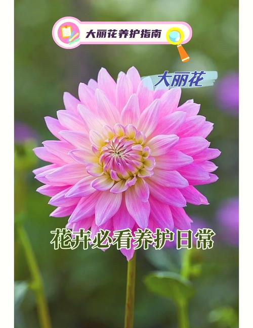 大丽花对水分的要求，大丽花浇水太多了怎么办-第5张图片-优品飞百科