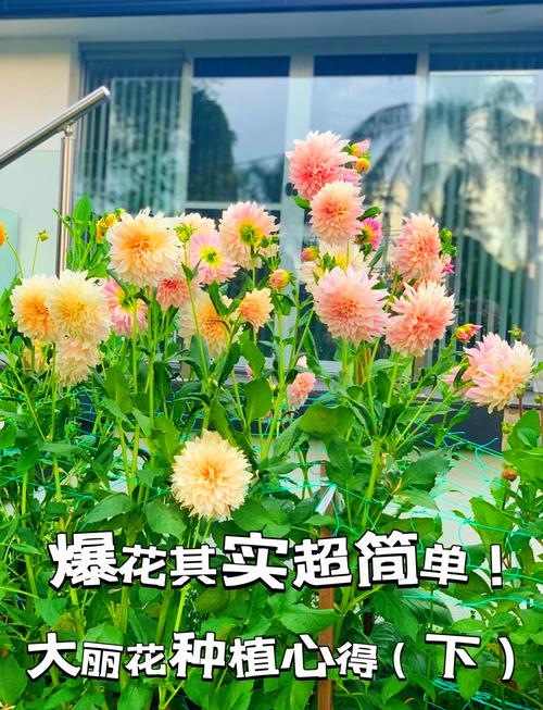 大丽花对水分的要求，大丽花浇水太多了怎么办-第6张图片-优品飞百科