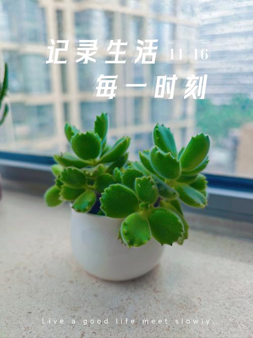 夏天如何养熊童子，熊童子夏天能晒太阳吗-第4张图片-优品飞百科