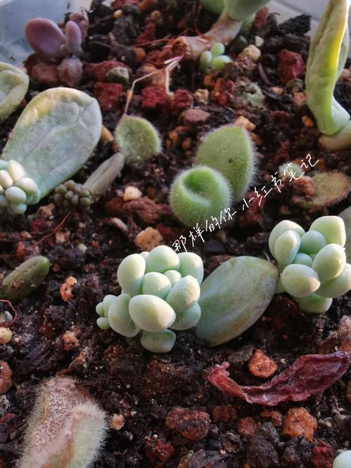 夏天如何养熊童子，熊童子夏天能晒太阳吗-第6张图片-优品飞百科