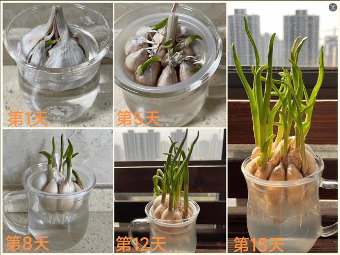 水种蒜苗的正确过程，怎么用水种蒜苗视频-第2张图片-优品飞百科
