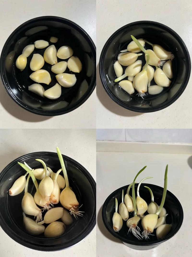 水种蒜苗的正确过程，怎么用水种蒜苗视频-第4张图片-优品飞百科