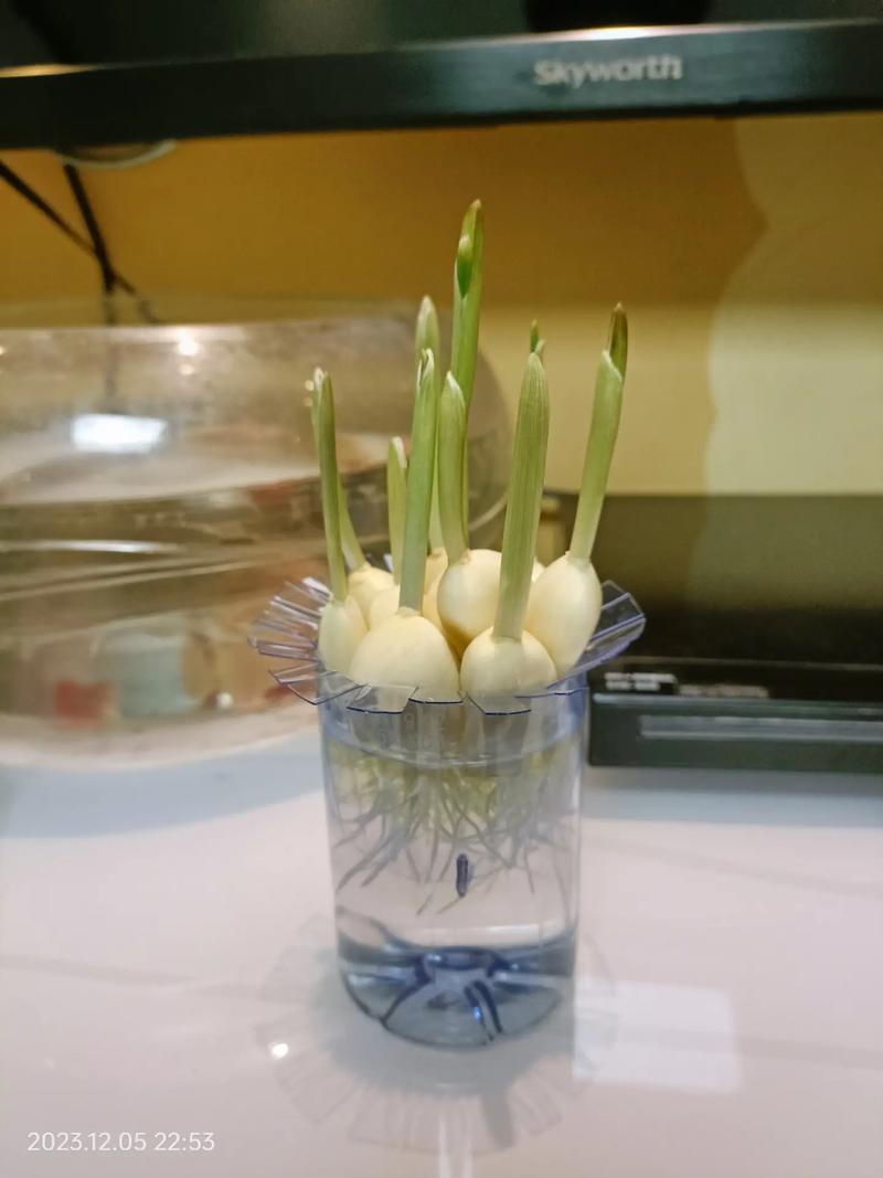 水种蒜苗的正确过程，怎么用水种蒜苗视频-第5张图片-优品飞百科