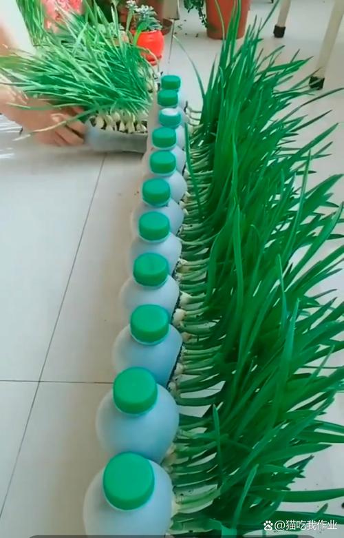 水种蒜苗的正确过程，怎么用水种蒜苗视频-第7张图片-优品飞百科