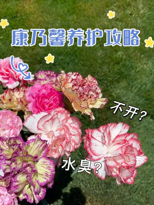 康乃馨怎么水养？康乃馨怎么水养生根？-第2张图片-优品飞百科